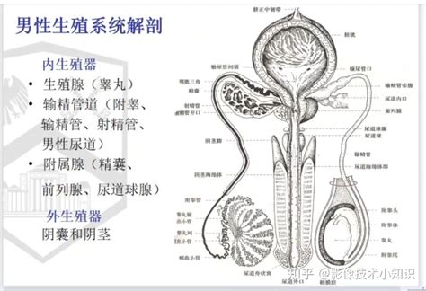 男性性器官|男性生殖系统